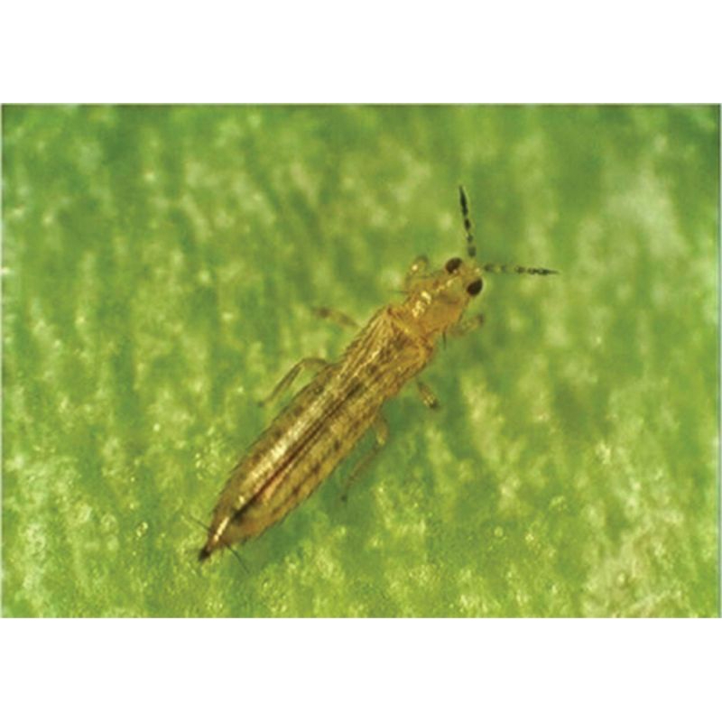 Nông nghiệp xanh. CAYMANGOLD 33WP , diệt sạch bọ phấn trắng , bọ trĩ , rầy xanh