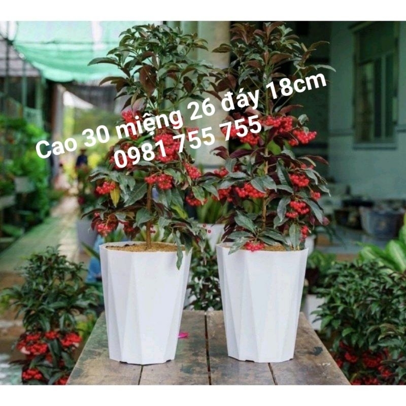 Chậu nhựa 30x26cm,chậu kim cương Cao Cấp Hàng Công Ty