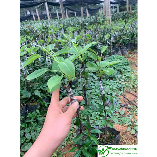 Cây giống lê nâu ghep 5 tháng cho trái