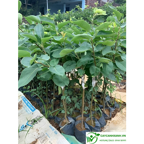 Cây giống lê nâu ghep 5 tháng cho trái