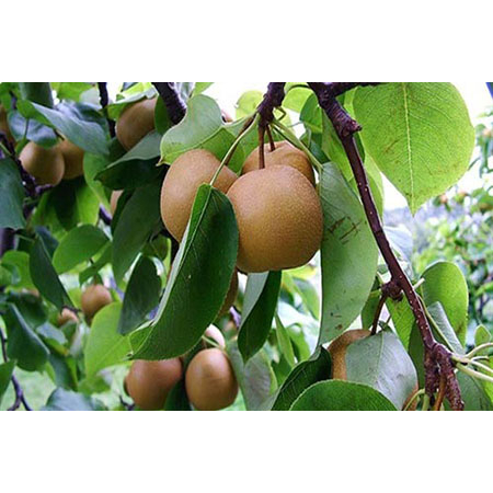 Cây giống lê nâu ghep 5 tháng cho trái