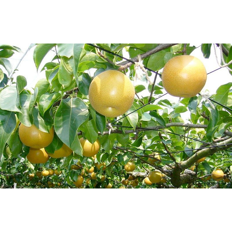 Cây giống lê nâu ghep 5 tháng cho trái