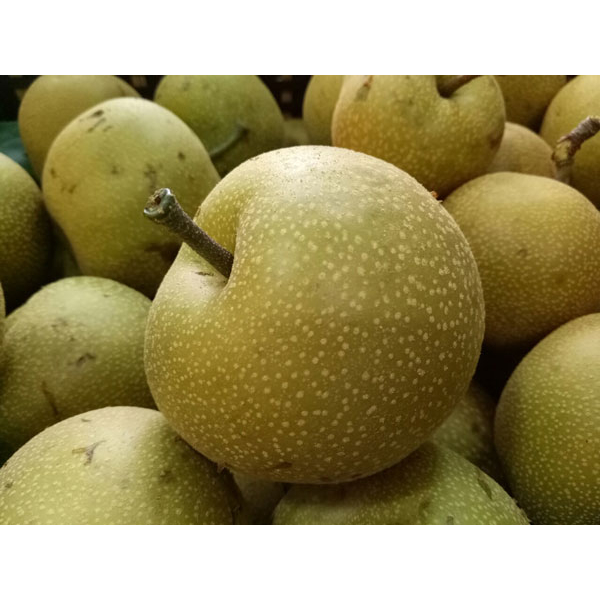 Cây giống lê nâu ghep 5 tháng cho trái