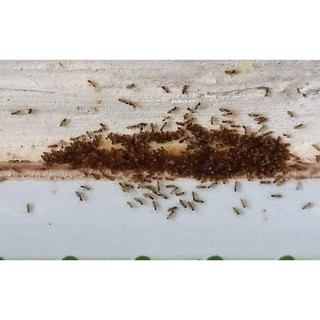Thuốc diệt kiến dán tận gốc