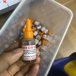 Thuốc diệt kiến dán tận gốc