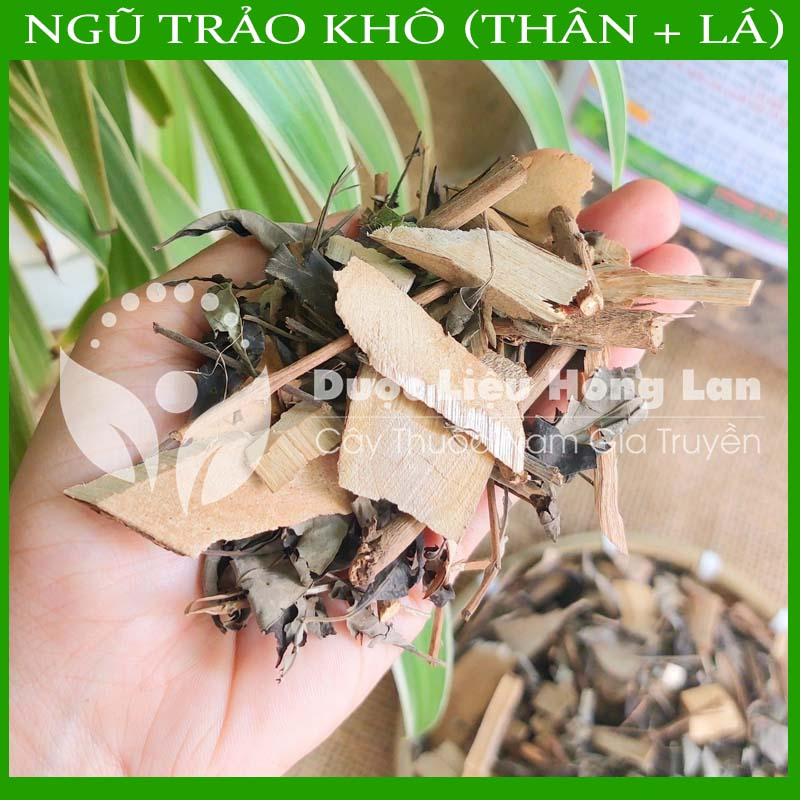 LÁ CÂY NGŨ TRẢO khô sạch đóng gói 1kg - congtyduoclieuhonglan