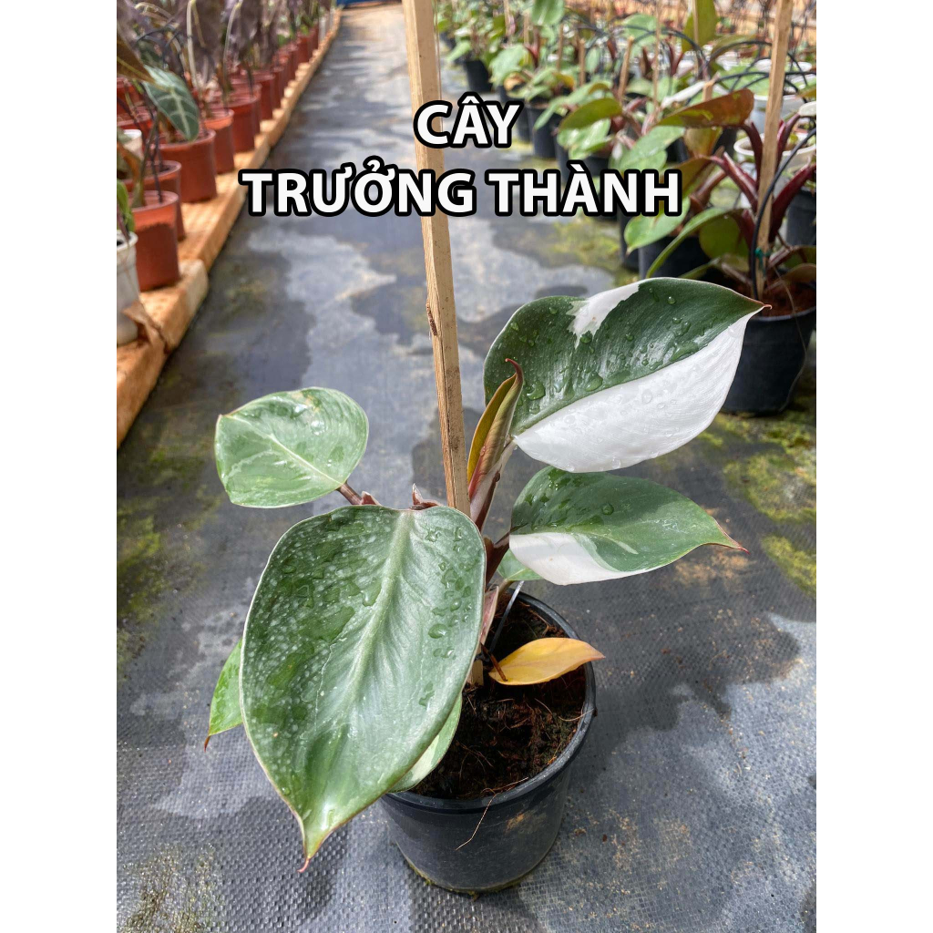 Philodendron White Knight / Kỵ Sĩ Trắng