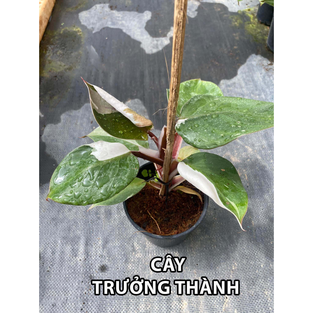 Philodendron White Knight / Kỵ Sĩ Trắng
