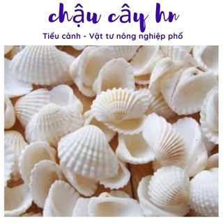 Tiểu cảnh mini - Vỏ sò trang trang trí chậu cây, bể cá, làm tiểu cảnh terrarium, làm mô hình, sen đá, xương rông