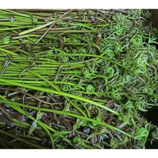 rau đọt chạy ( rau đọt choại) 1kg