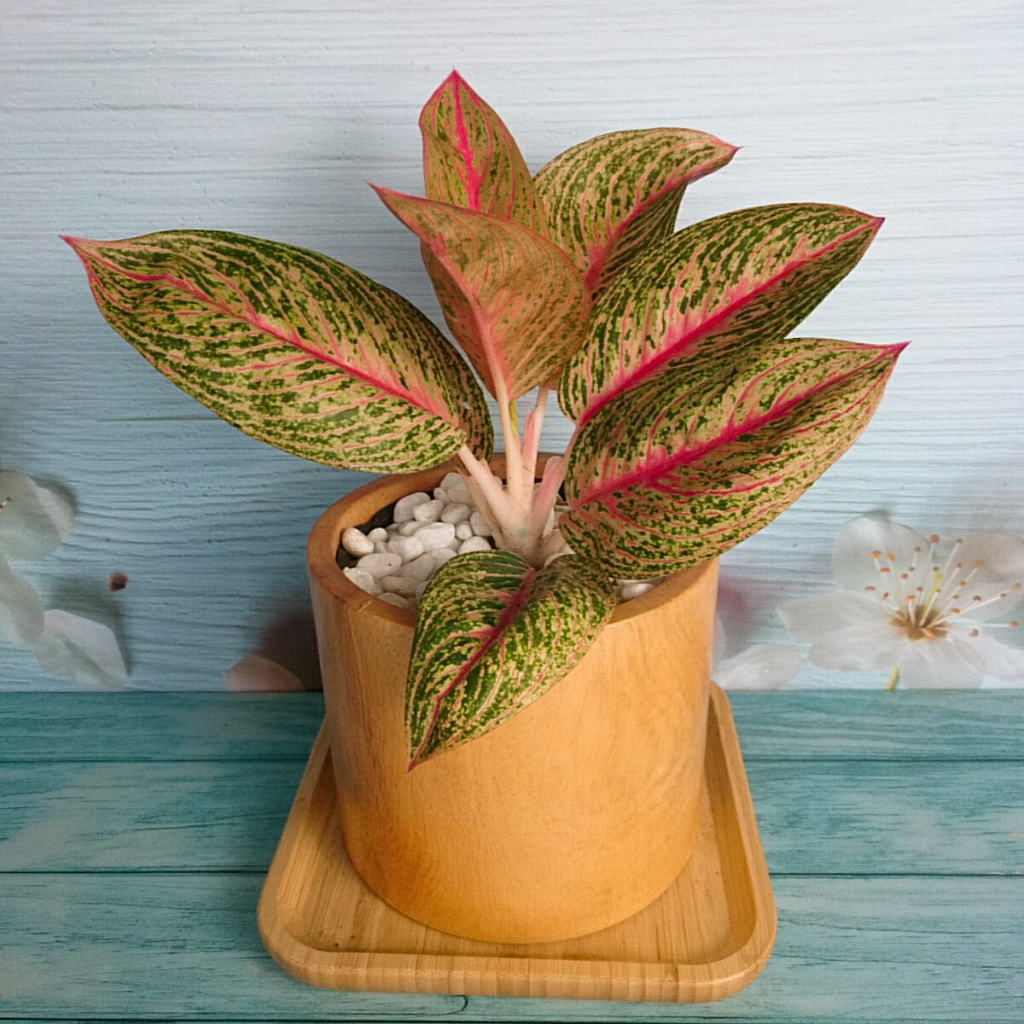 Cây thịnh vượng - Cây cảnh để bàn