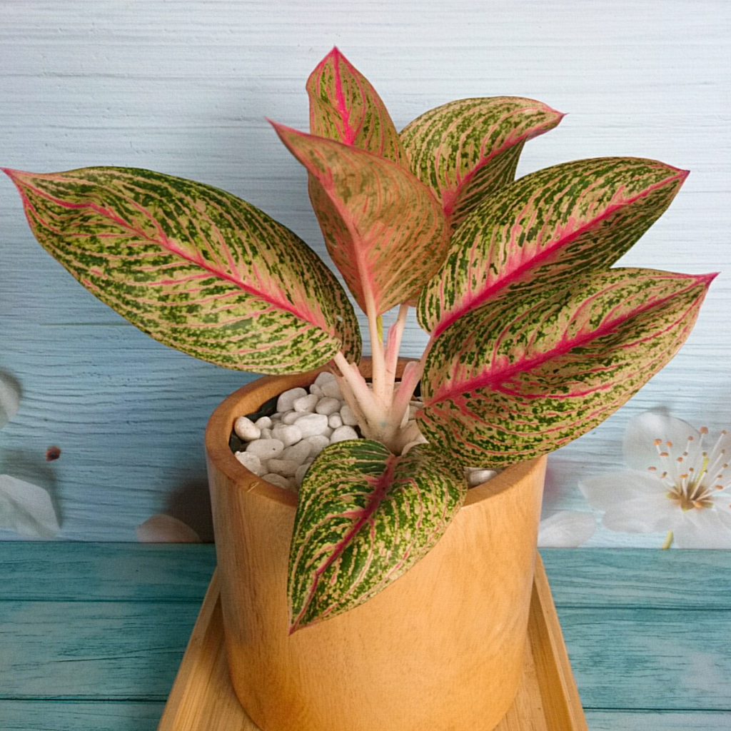 Cây thịnh vượng - Cây cảnh để bàn