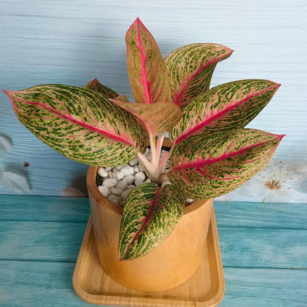 Cây thịnh vượng - Cây cảnh để bàn