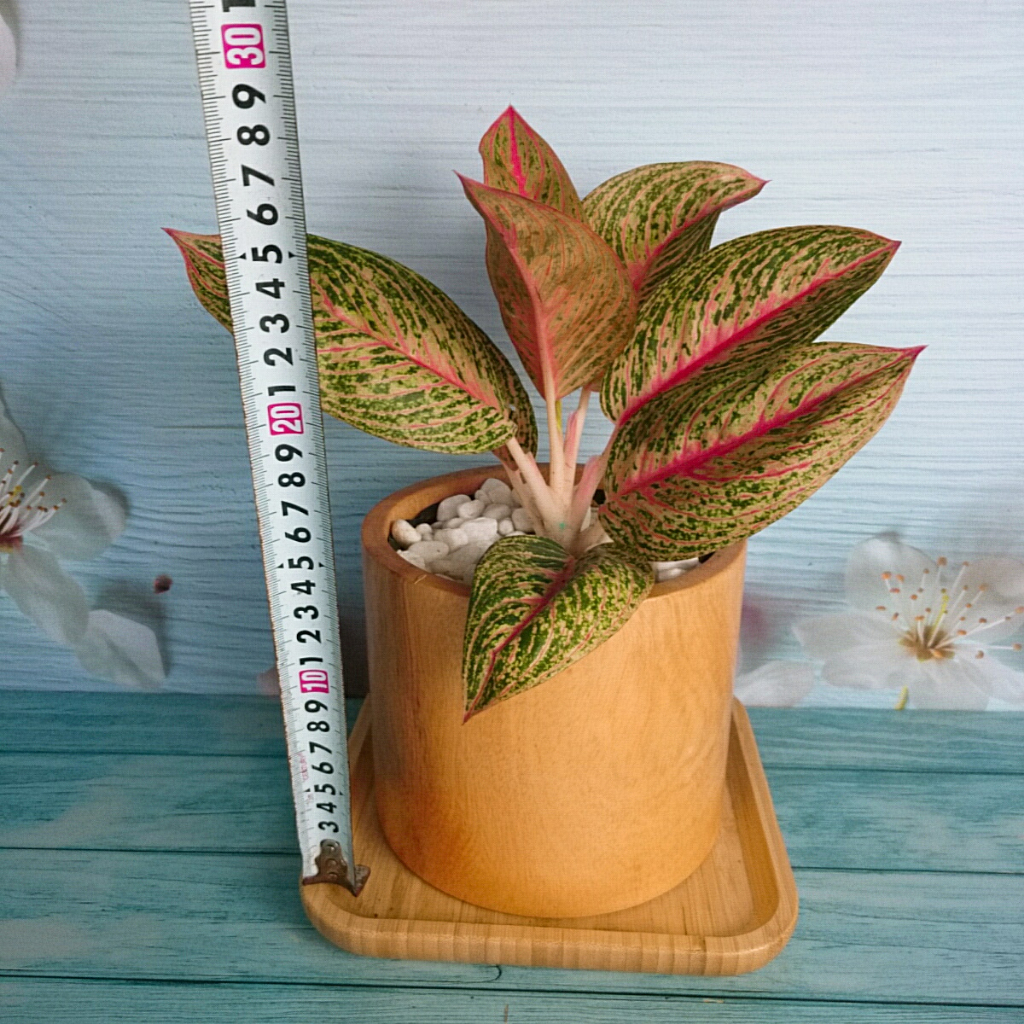 Cây thịnh vượng - Cây cảnh để bàn