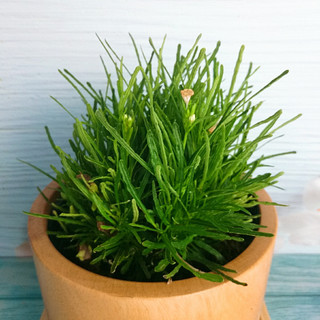 Cây cỏ mây mỹ - Cây cảnh để bàn