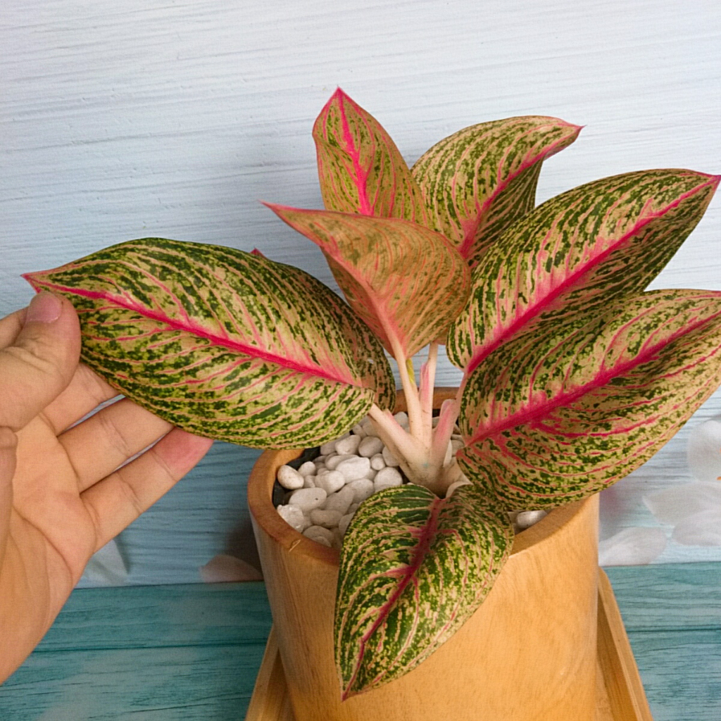 Cây thịnh vượng - Cây cảnh để bàn