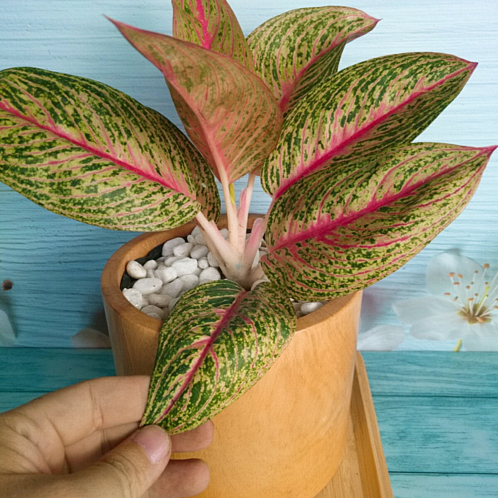 Cây thịnh vượng - Cây cảnh để bàn