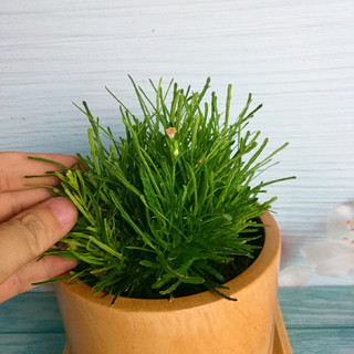 Cây cỏ mây mỹ - Cây cảnh để bàn