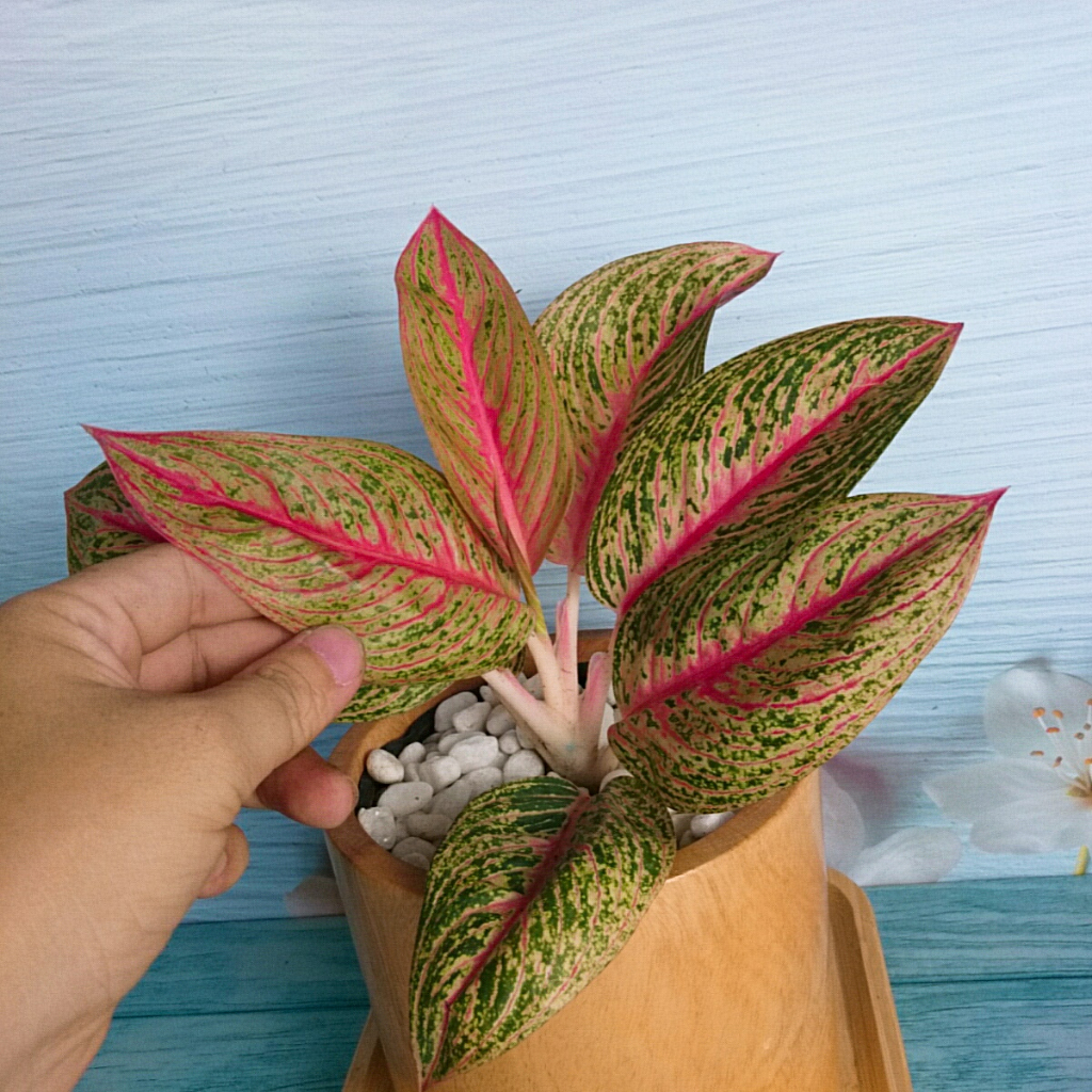 Cây thịnh vượng - Cây cảnh để bàn