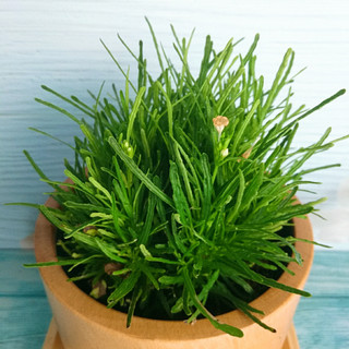 Cây cỏ mây mỹ - Cây cảnh để bàn