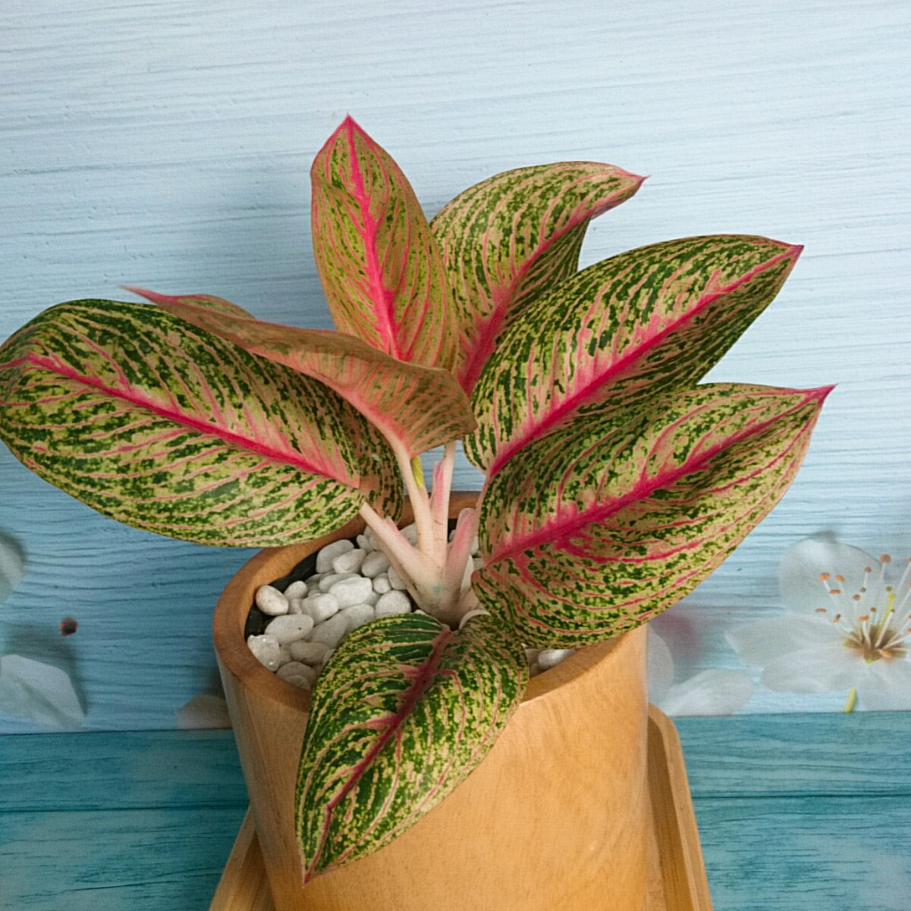 Cây thịnh vượng - Cây cảnh để bàn