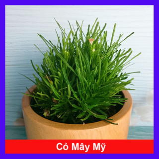 Cây cỏ mây mỹ - Cây cảnh để bàn
