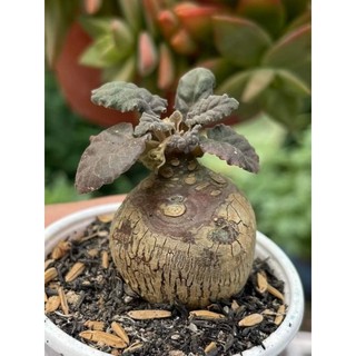 Cây Hoa Mặt Trời lá tròn và dài