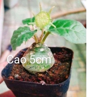 Cây Hoa Mặt Trời lá tròn và dài