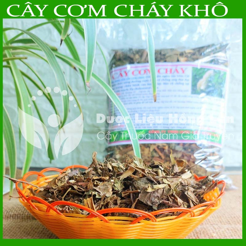Cây Cơm Cháy khô sạch - Hàng Công ty loại 1