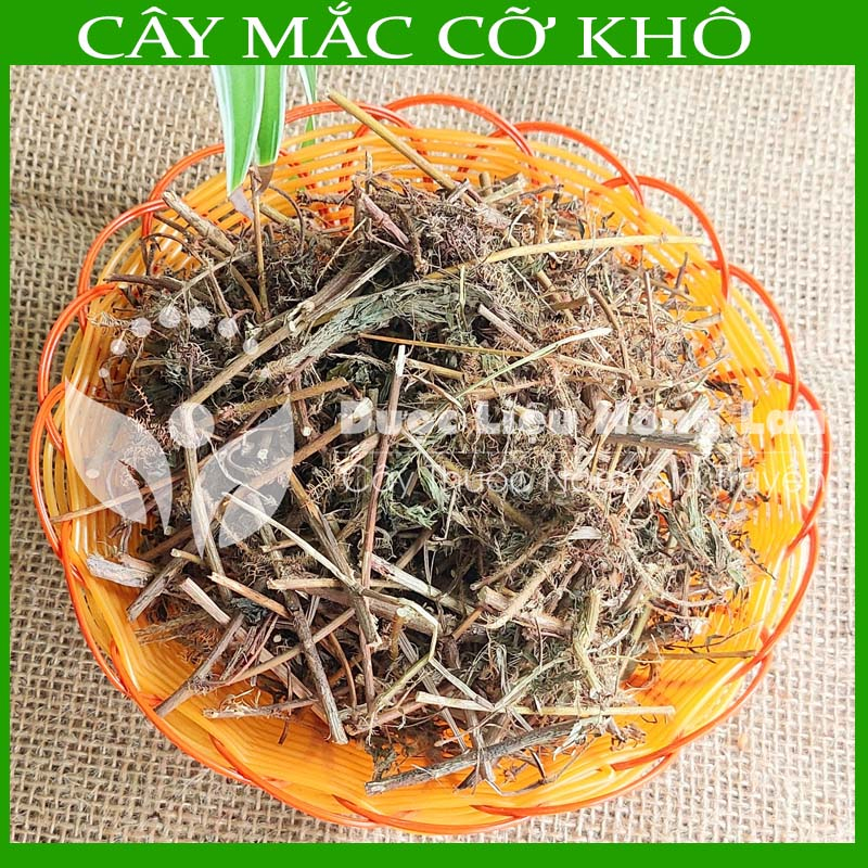 Thảo dược CÂY MẮC CỠ  khô sạch đóng gói 500gram congtyduoclieuhonglan