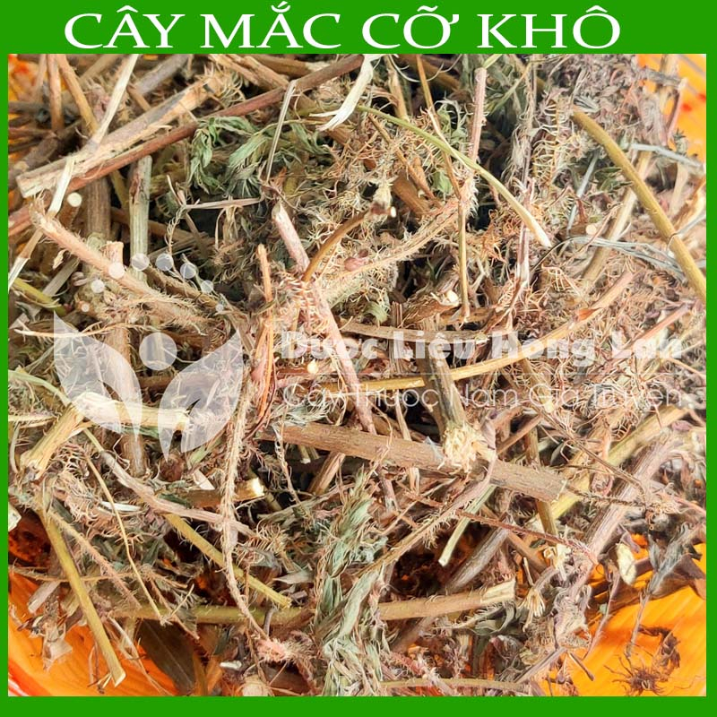 Thảo dược CÂY MẮC CỠ  khô sạch đóng gói 500gram congtyduoclieuhonglan