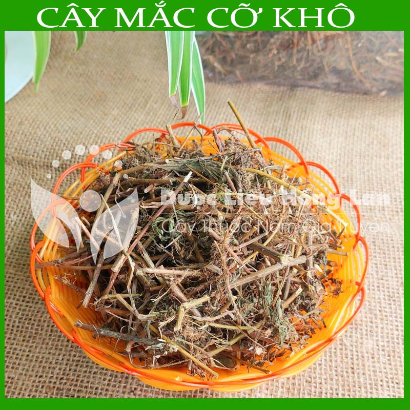 Thảo dược CÂY MẮC CỠ  khô sạch đóng gói 500gram congtyduoclieuhonglan