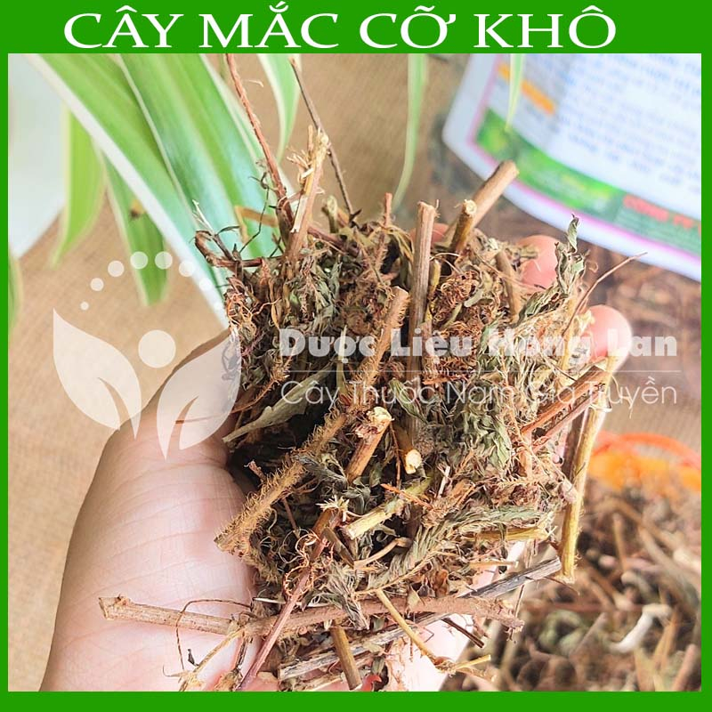 Thảo dược CÂY MẮC CỠ  khô sạch đóng gói 500gram congtyduoclieuhonglan