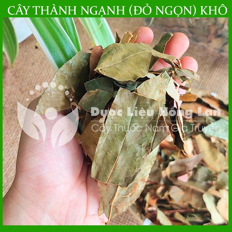 ✅  Cây Thành Ngạnh  khô sạch