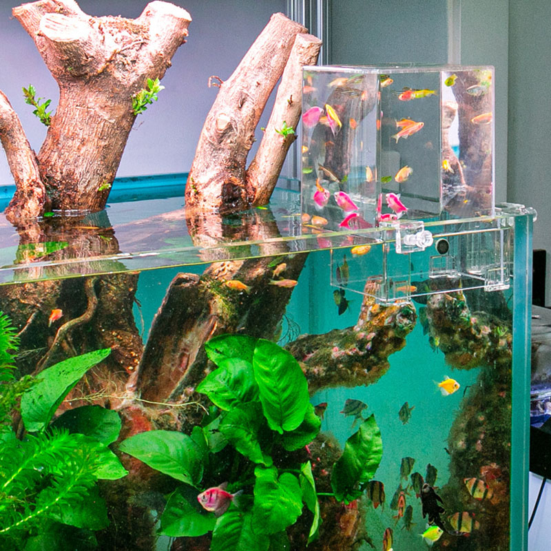 Box Úp Ngược Bể Cá