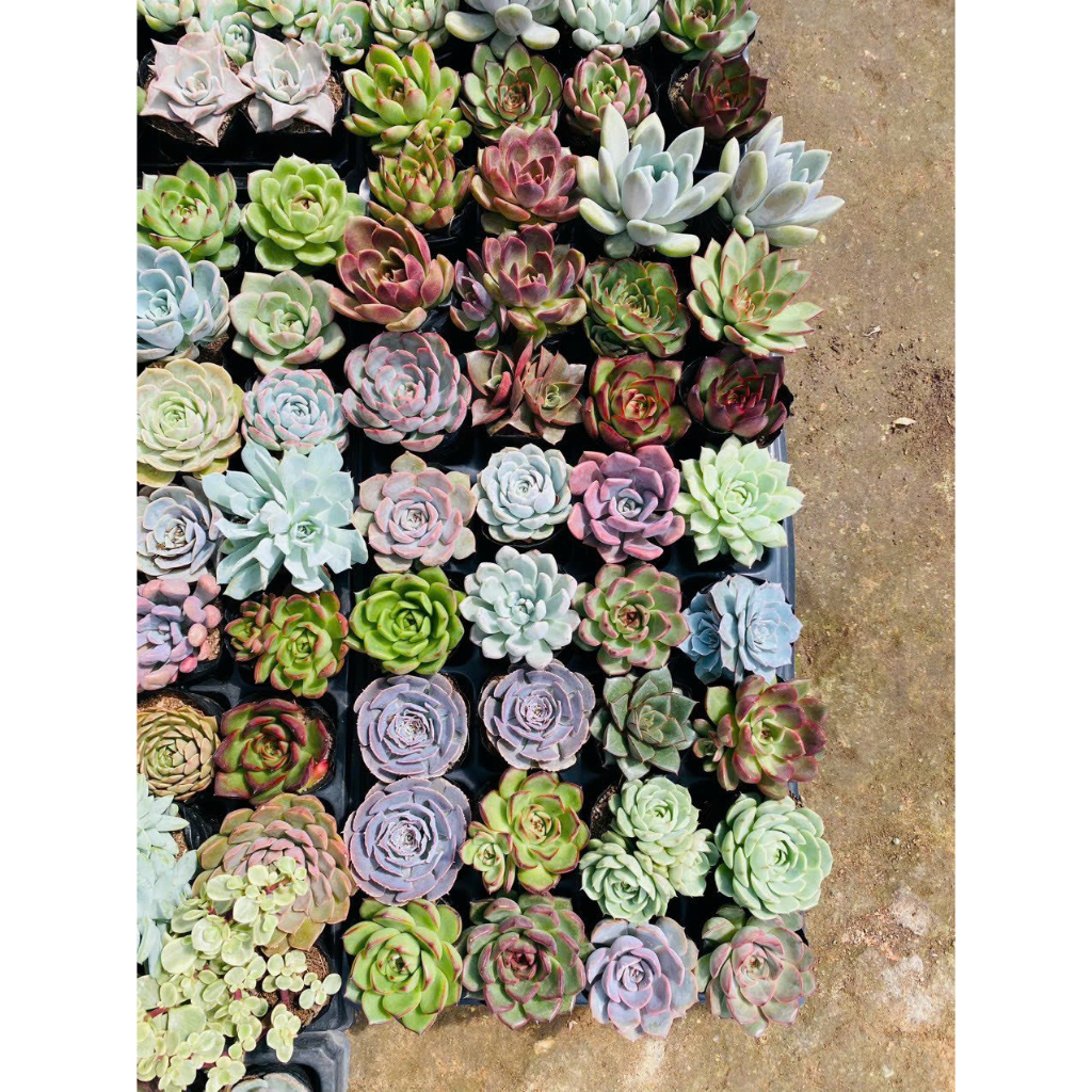 Sen đá combo 5 loại size trung bình 10-12cm,Sen bầu xuất xứ Đà Lạt khoẻ đẹp, thích nghi mọi khí hậu