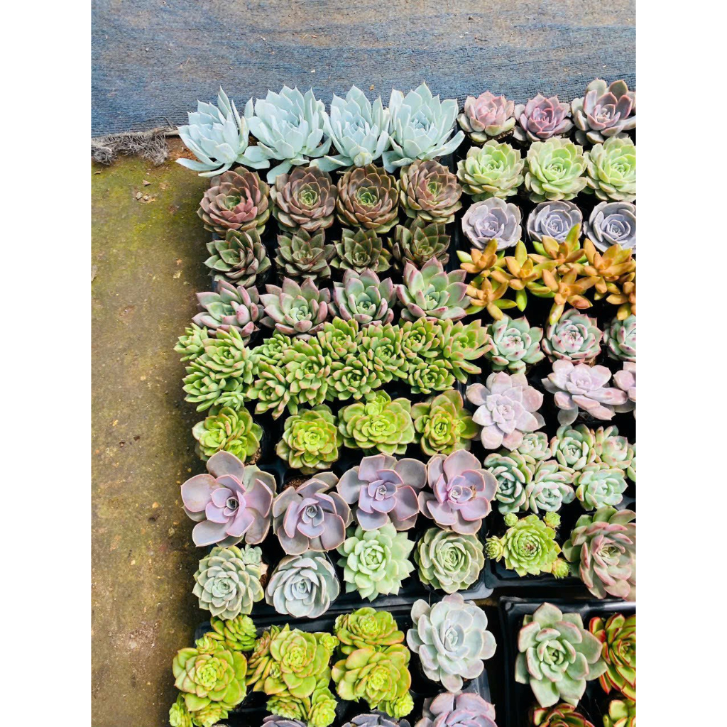 Sen đá combo 5 loại size trung bình 10-12cm,Sen bầu xuất xứ Đà Lạt khoẻ đẹp, thích nghi mọi khí hậu