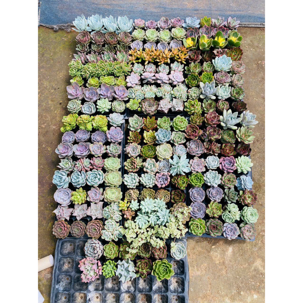 Sen đá combo 5 loại size trung bình 10-12cm,Sen bầu xuất xứ Đà Lạt khoẻ đẹp, thích nghi mọi khí hậu