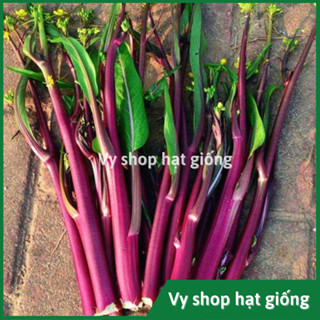  Hạt giống cải ngồng tím  cải ngồng đỏ  XinYu gói 3000 hạt 