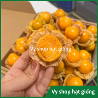 Hạt giống cây thù lù Nam Mỹ quả vàng gói 100 hạt
