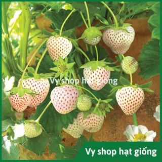 Hạt giống dâu tây trắng (dâu tây bạch tuyết) gói 200 hạt