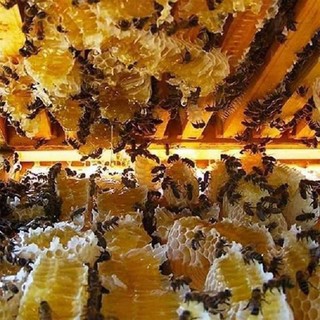 MẬT ONG HOA CÀ PHÊ giá chỉ 99/lít