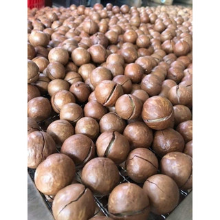 500G Hạt macca Daklak siêu ngon