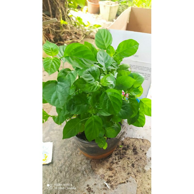 cây rau ngót Nhật