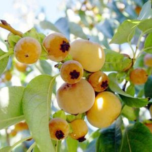 Giống cây thị chuẩn giống f1