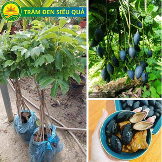 Cây giống trám đen nếp lùn, siêu quả cây giống F1 quả sớm, , giống khỏe,