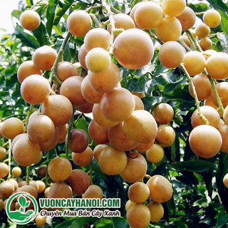 CÂY GIỐNG QUẤT HỒNG BÌ (Tặng kèm phân )