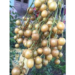 CÂY GIỐNG QUẤT HỒNG BÌ (Tặng kèm phân )