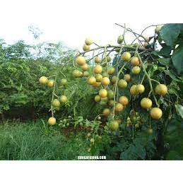 CÂY GIỐNG QUẤT HỒNG BÌ (Tặng kèm phân )