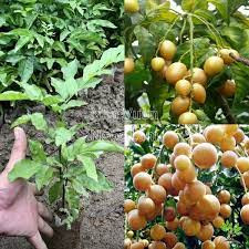 CÂY GIỐNG QUẤT HỒNG BÌ (Tặng kèm phân )